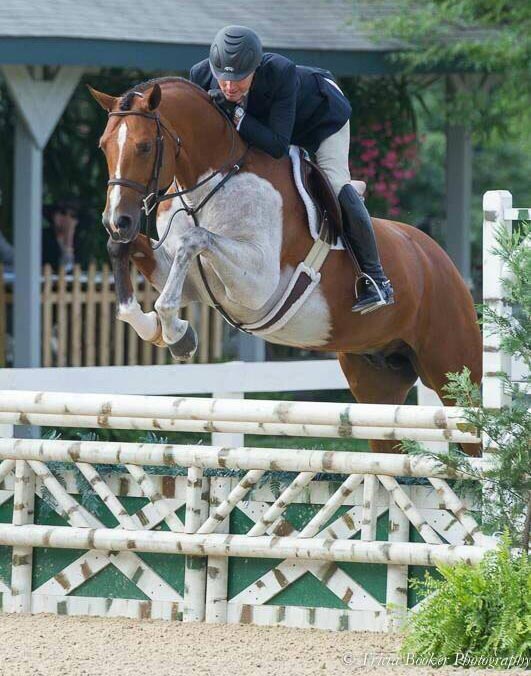 Swedish Warmblood Showjumping Stallion - Lorando B